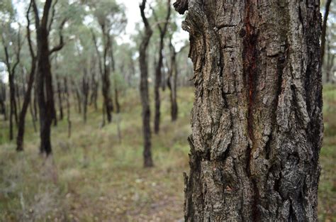 box ironbark forest distribution|box ironbark virginia.